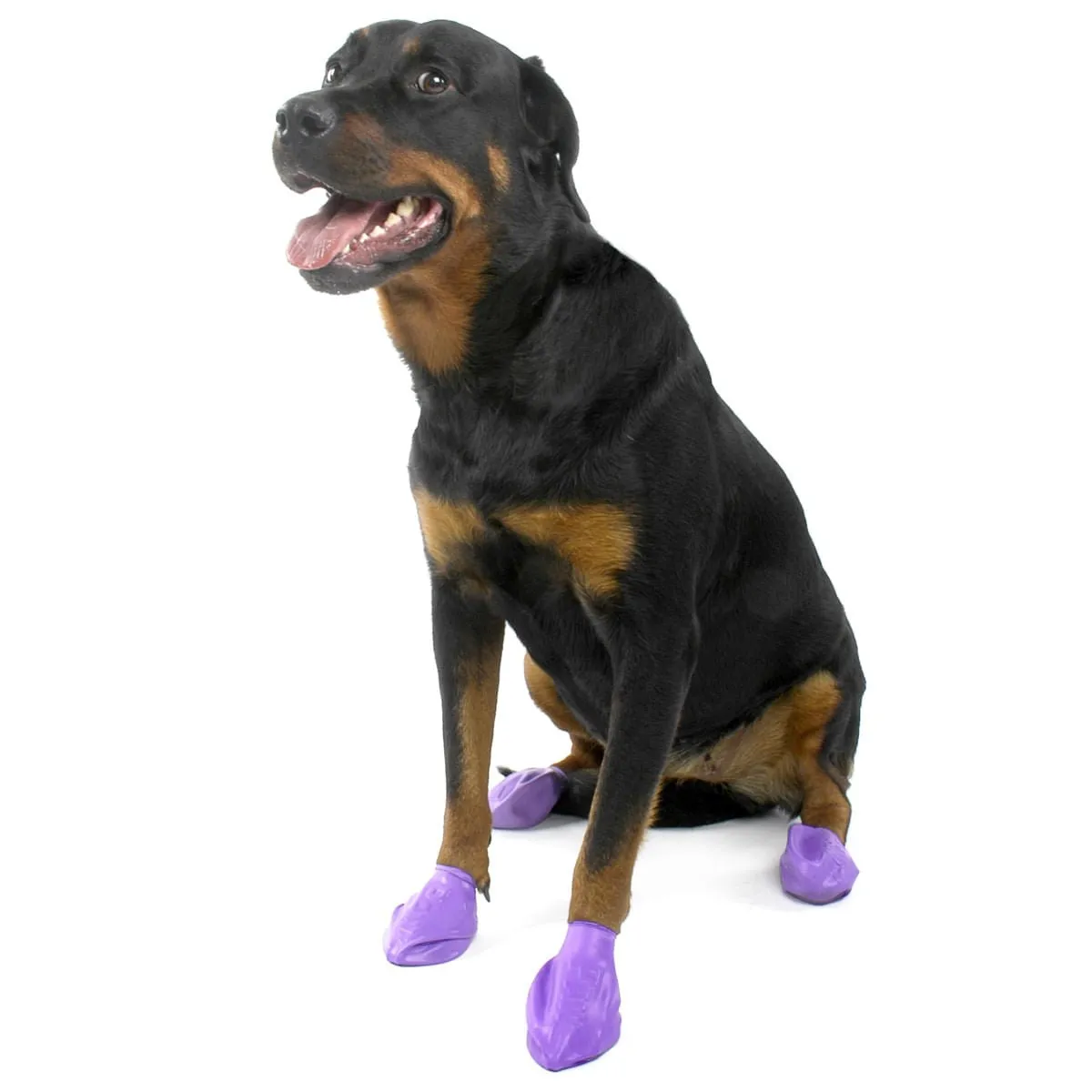 PawZ Dog Boots (12-pack)